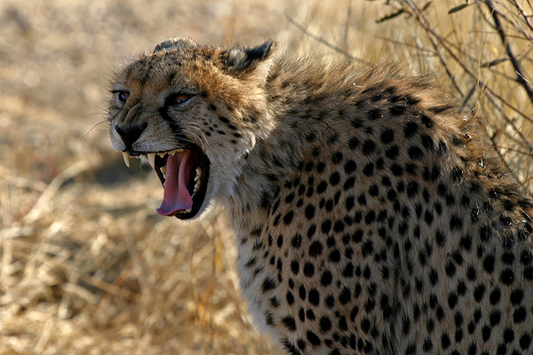 Gepard [KD]