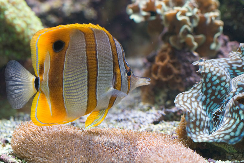 Pinzettfisch