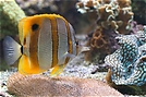 Pinzettfisch