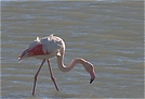 Watender Flamingo...
