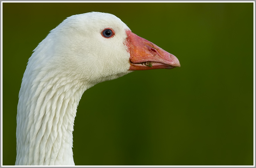 Gans, Waagejot, Texel, Niederlande