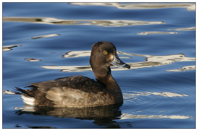 Quack ND