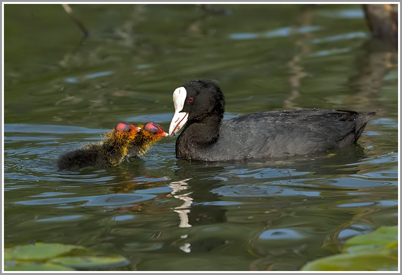 Blässhuhn (Fulica atra) mit Jungtier bei der Fütterung