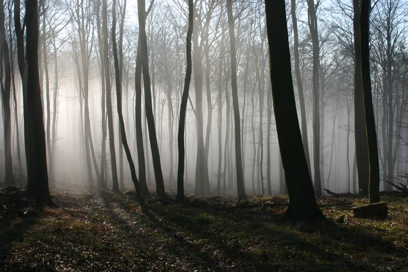 Nebelwand im Wald