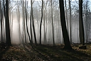 Nebelwand im Wald