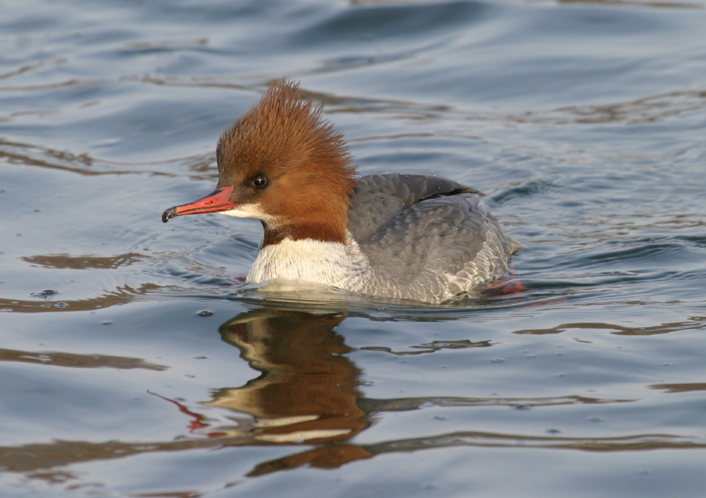 ND: Gänsesägerweibchen