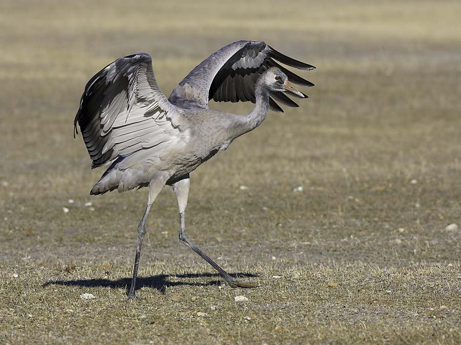 Kranich Jungvogel  (KD)