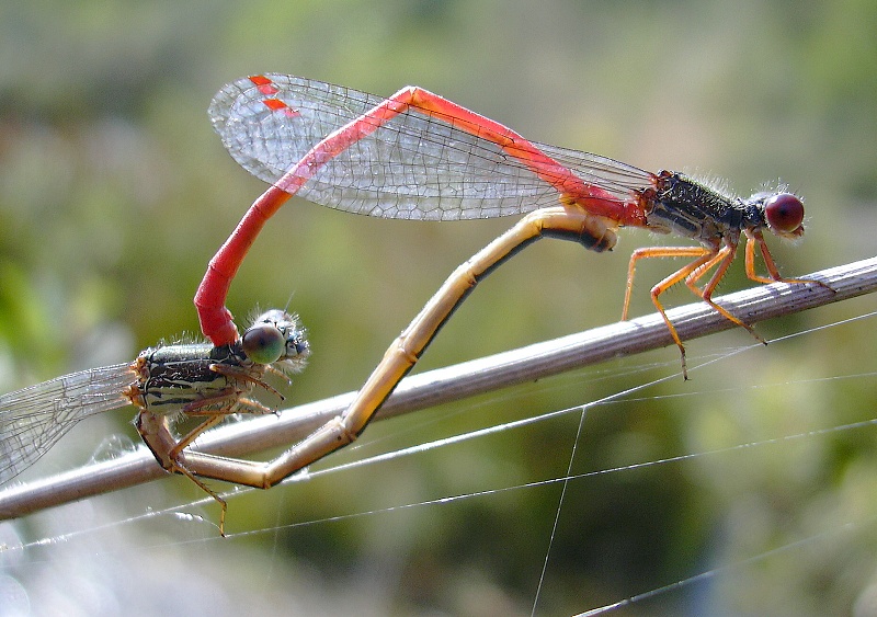 Späte Adonislibelle (Ceriagrion tenellum)