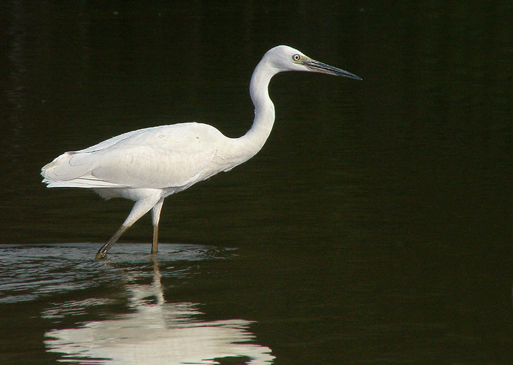 Seidenreiher auf Jagd