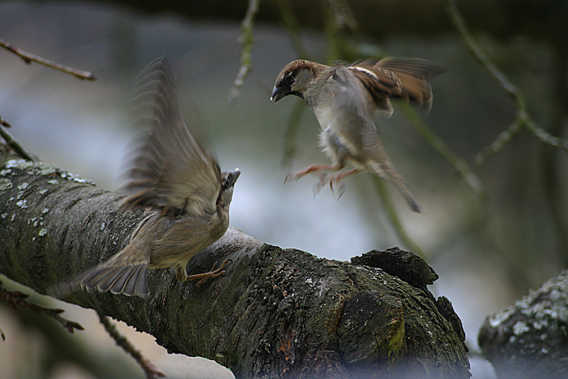 Streit im Kirschbaum  KD