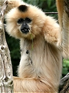 Gibbon ZO