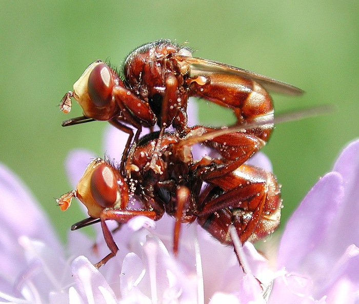 Dickkopffliegen (Sicus ferrugineus)