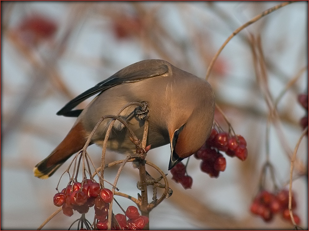 Seidenschwanz [Bombycilla garrulus] ND