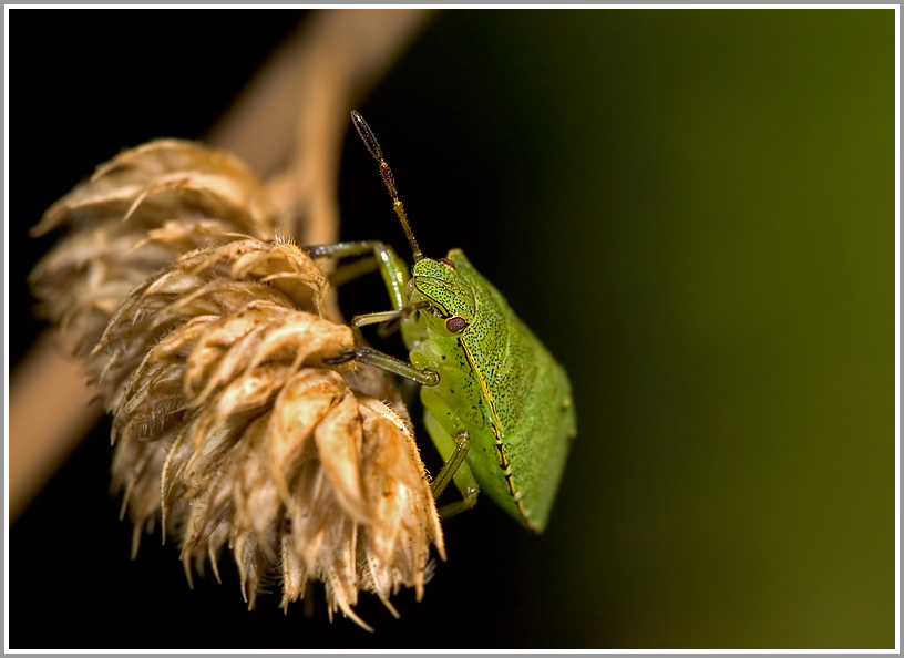 Grüne Stinkwanze (Palomena prasina)