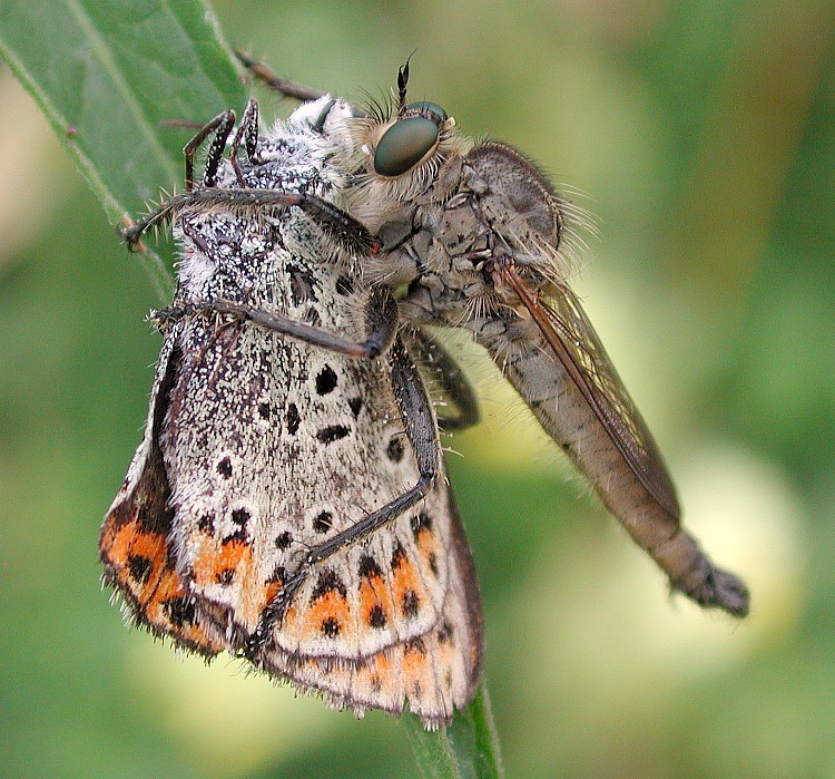 Raubfliege mit Bläuling-Beute