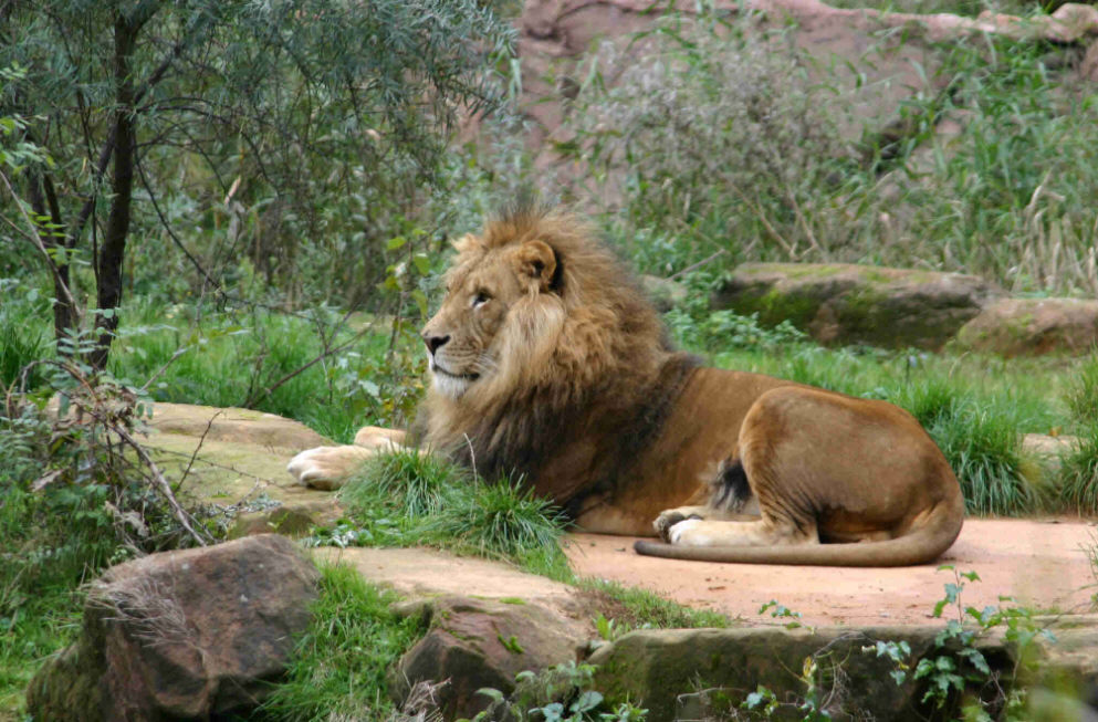 Löwe aus dem Ruhr ZOO