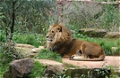 Löwe aus dem Ruhr ZOO