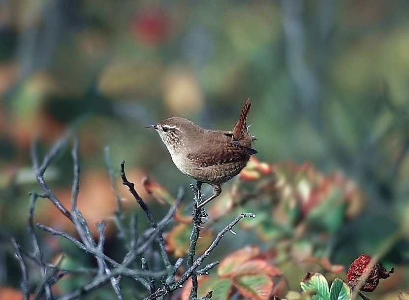 Zaunkönig