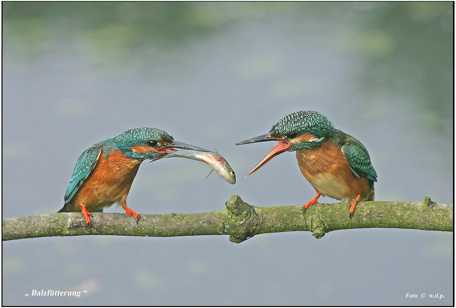 Eisvogel