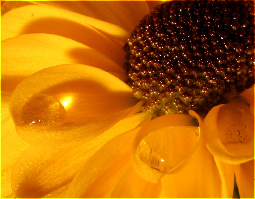 yellow drops