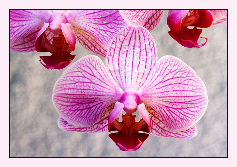 Orchidee