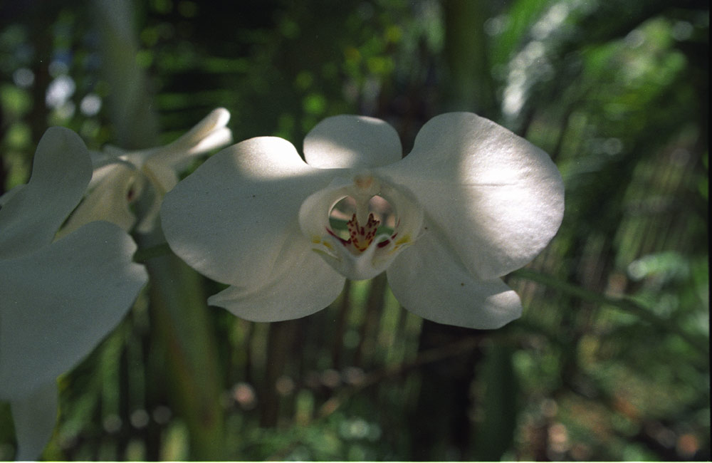 ND, orchid in Philippines