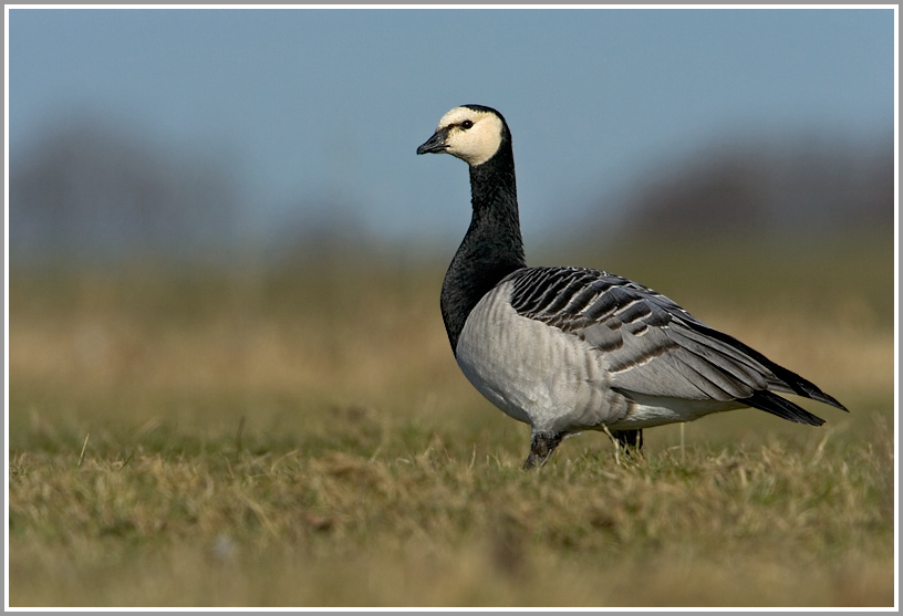 Weißwangengans (Branta leucopsis)