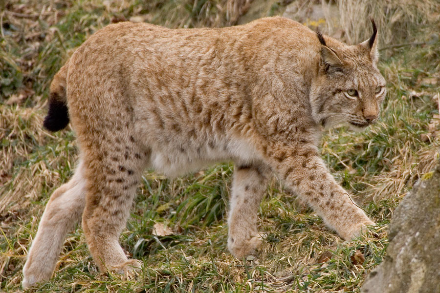 Luchs