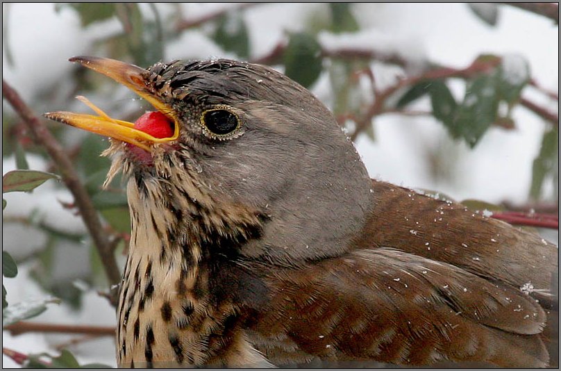 Wacholderdrossel (Turdus pilares) ND