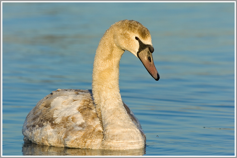 Höckerschwan (Cygnus olor), Jungtier