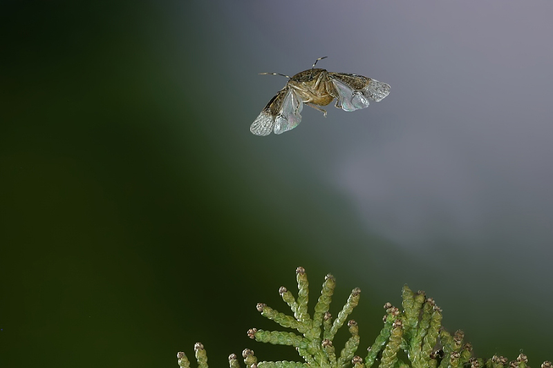 Graue Gartenwanze im Flug