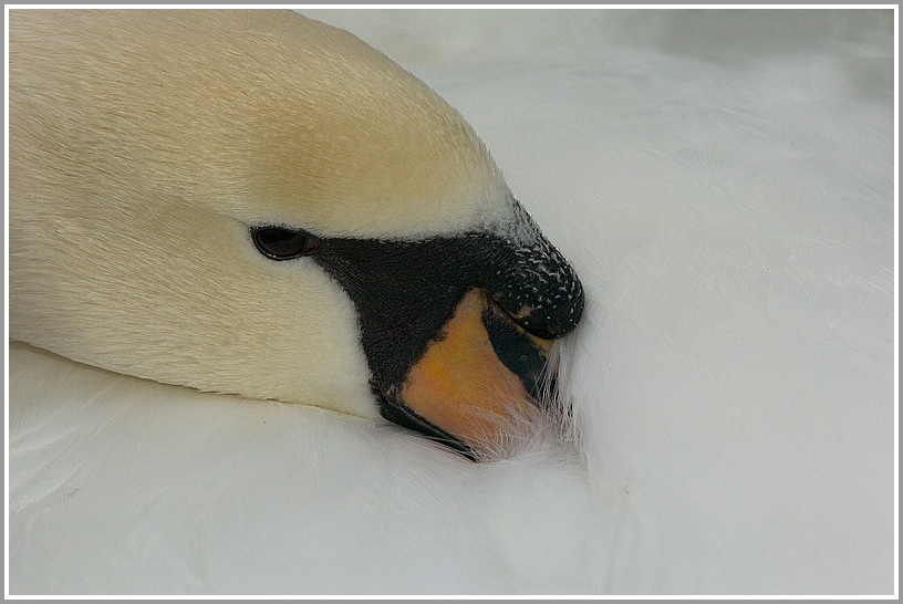 Höckerschwan (Cygnus olor)