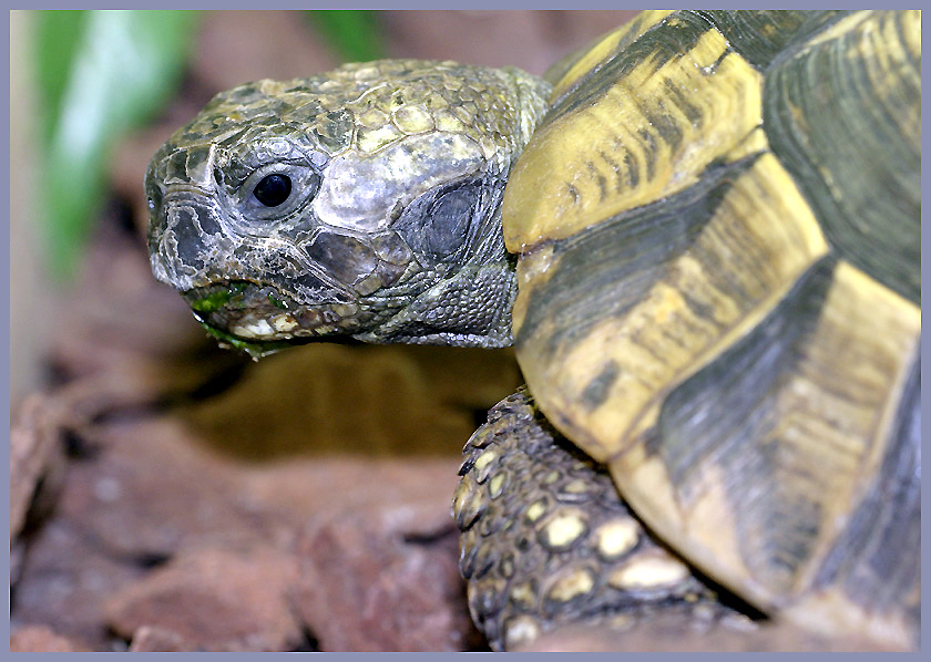 Griechische Landschildkröte KD