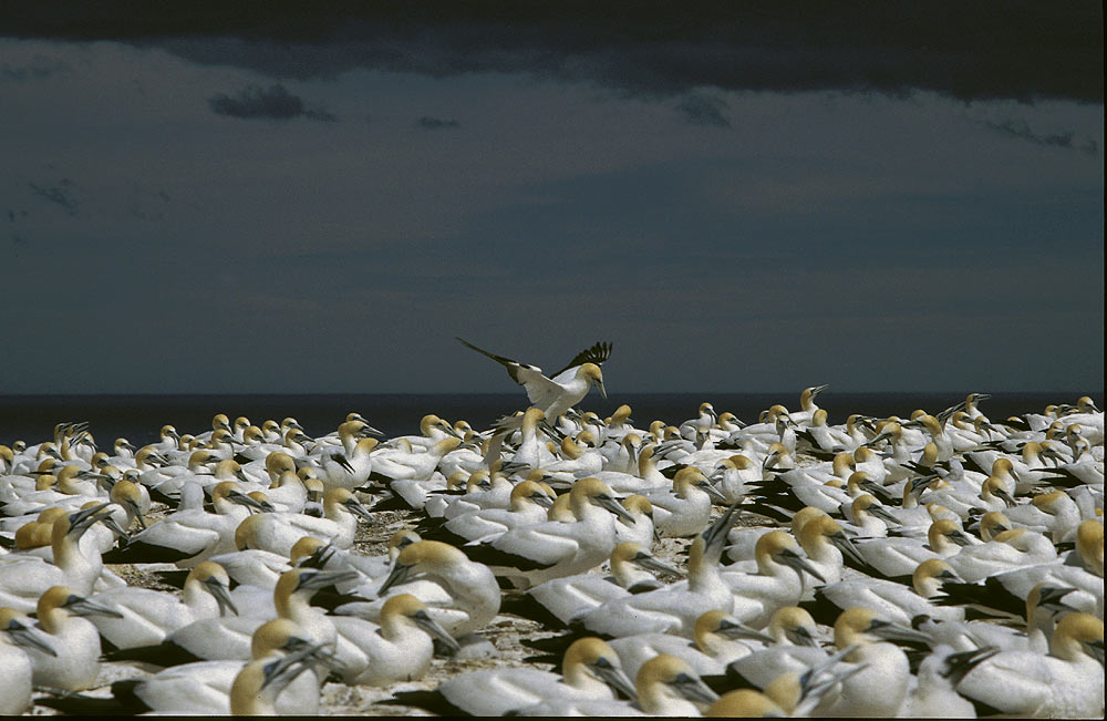 ND, gannet colony