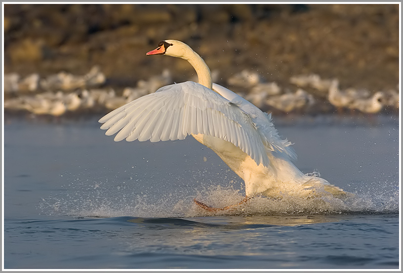 Höckerschwan (Cygnus olor)