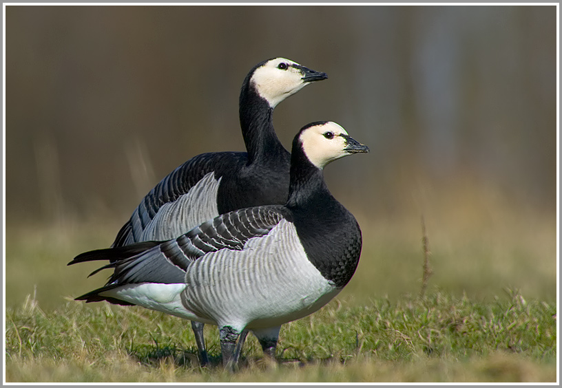 Weißwangengans (Branta leucopsis)