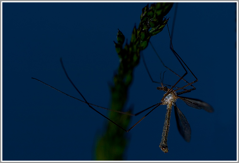 Schnake vor Sonnenaufgang