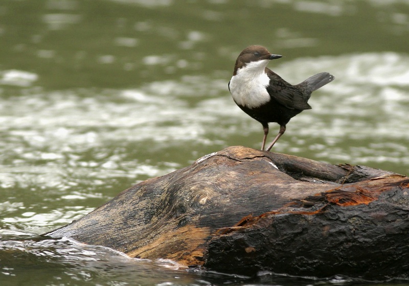 Wasseramsel - ND