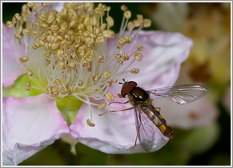 Looking for the Summer - Schwebfliege