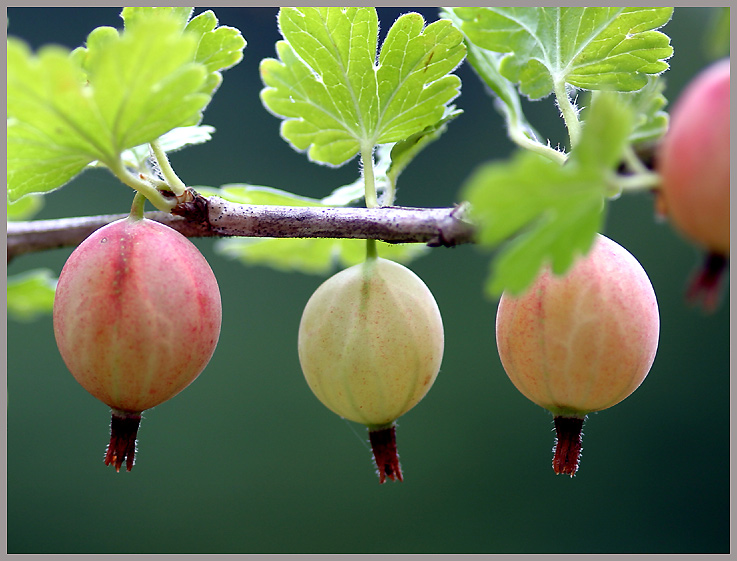 Stachelbeeren ND