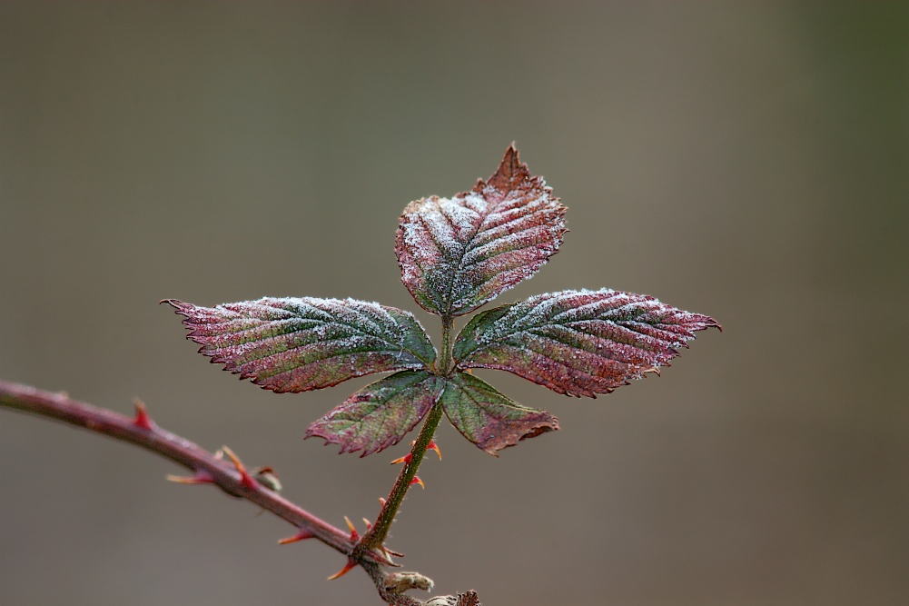 Winterfarben [ND]