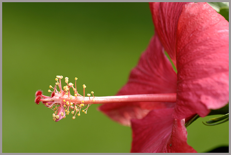 Hibiskusblüte ND