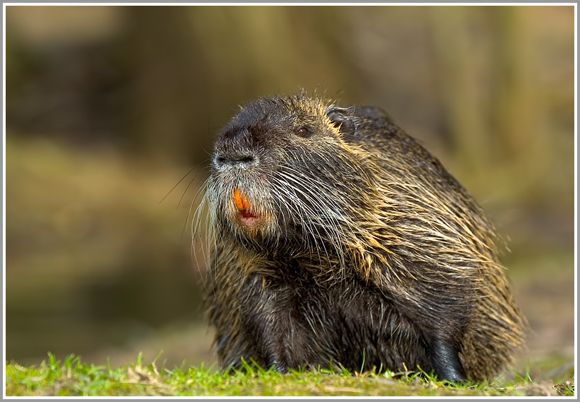 Nutria (Myocastor coypus)