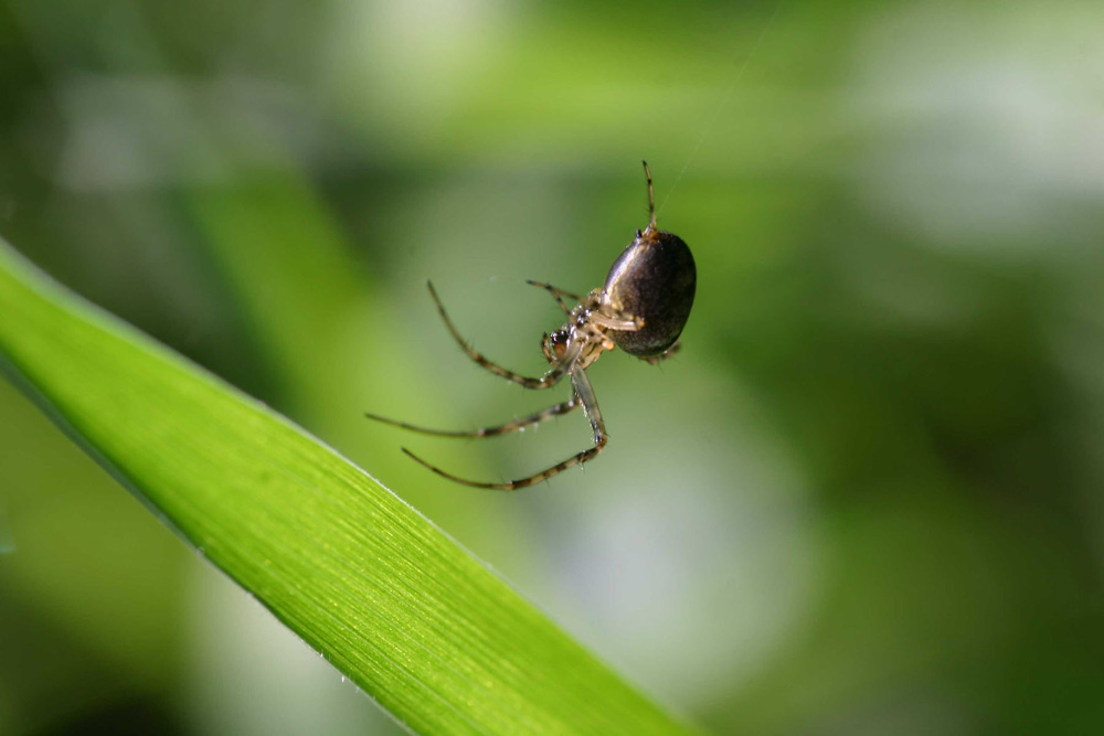 unbekannte Spinne ND