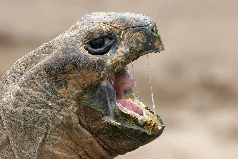 Riesenschildkröte ZO