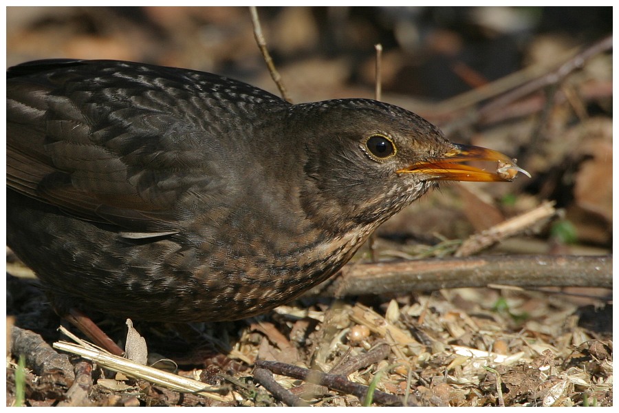 Amsel am Boden