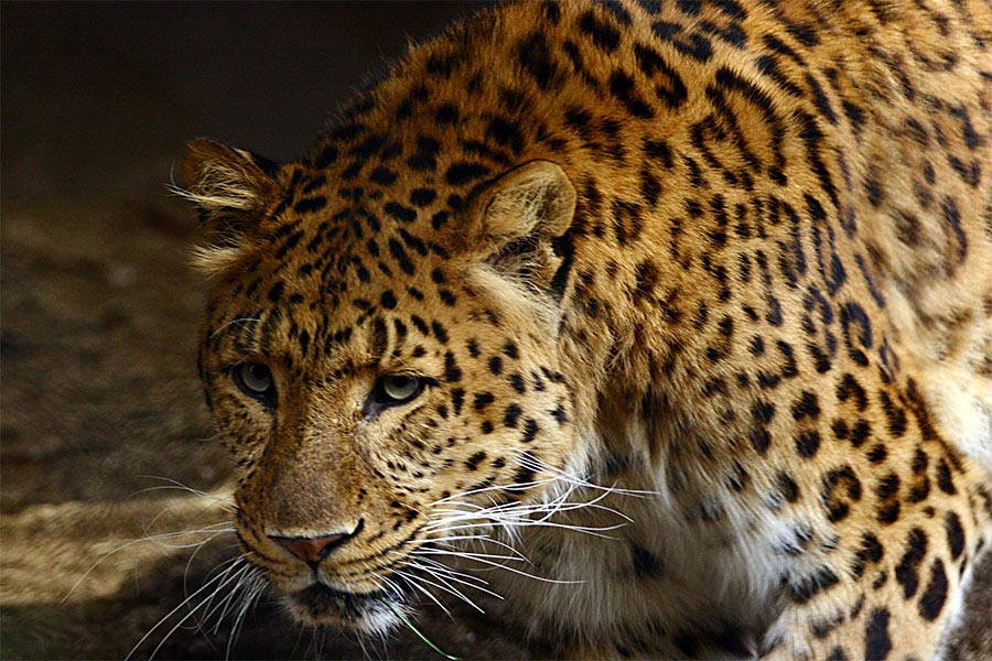 Pardus japonensis