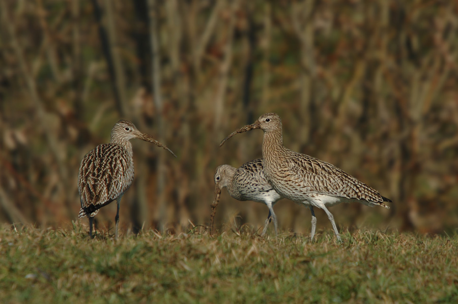 Brachvögel