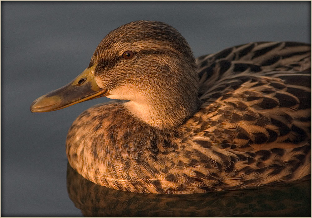 Stockente ND
