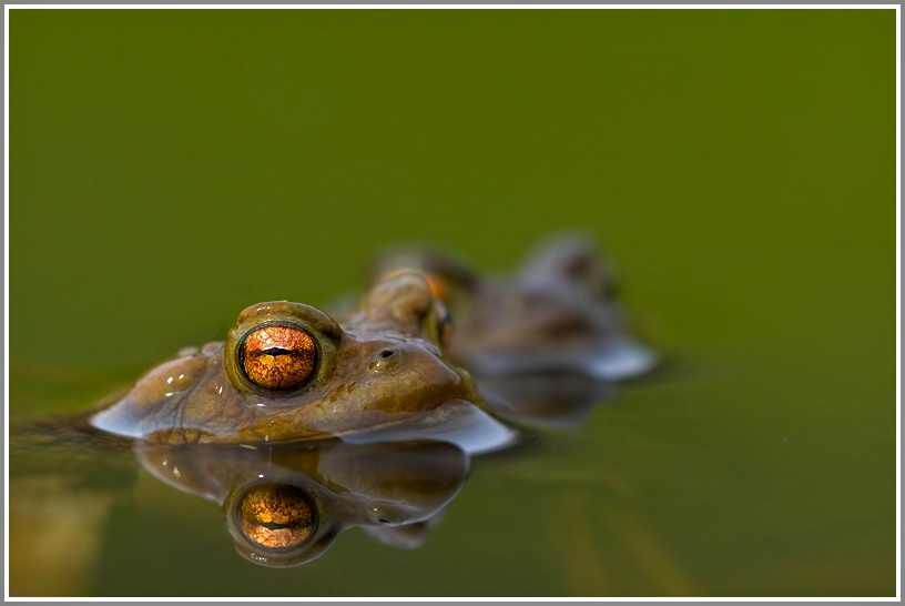 Erdkröte (Bufo bufo)